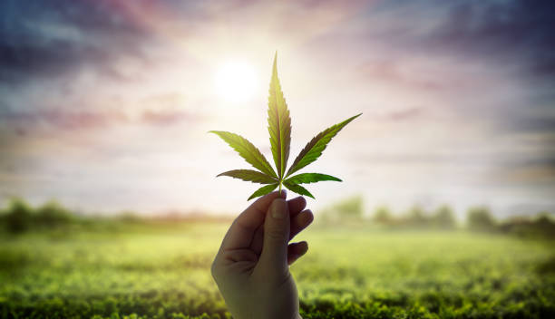 Minnesota Approves Recreational Weed; Governor Will Sign Bill-Cannaforce