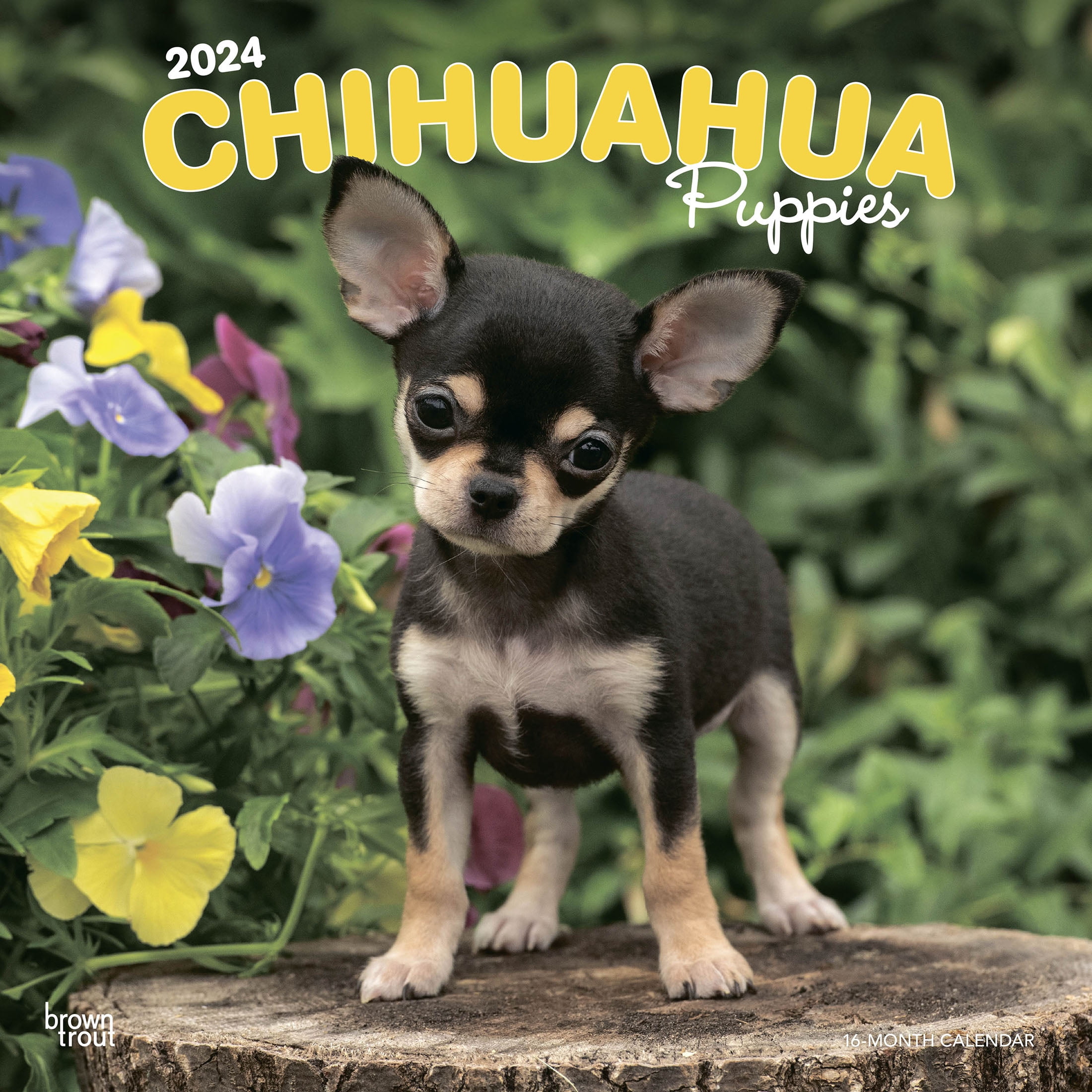 2024 Chihuahua Puppy Calendar   Chihuahua Puppies 2024 12x24 Hanging Wall Calendar BrownTrout D2274dca A324 438c A7fc A3c775fe8318 B88cc6118921906f84d23607bb82bc21 