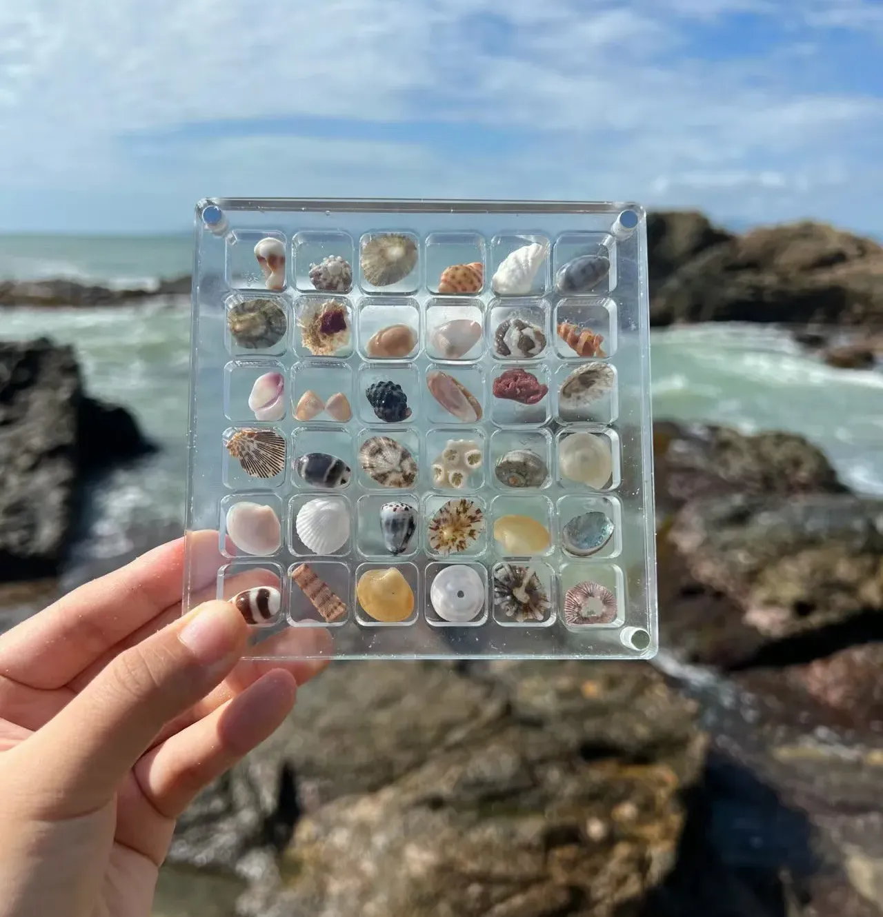 🐚Acrylic Magnetic Seashell Display Box