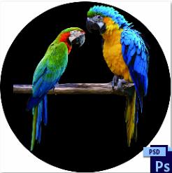 Blue-and-yellow Macaw - Custom Glass Gobo Design D2-0002
