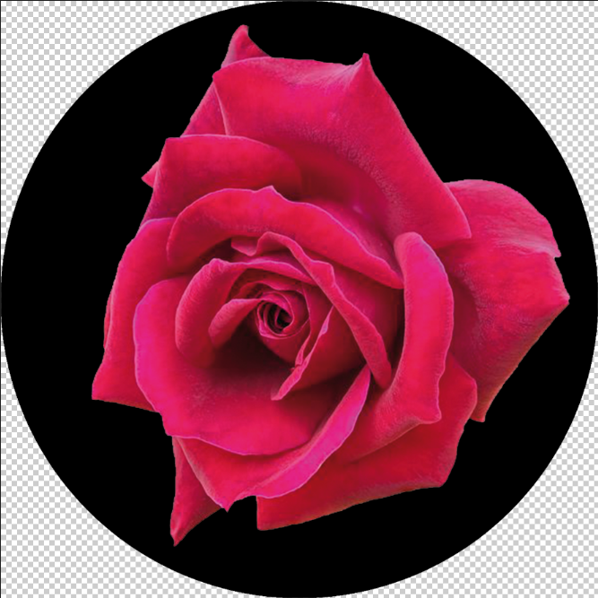 Red Rose: Gobo Impressions of the Flower Pattern A1-0007
