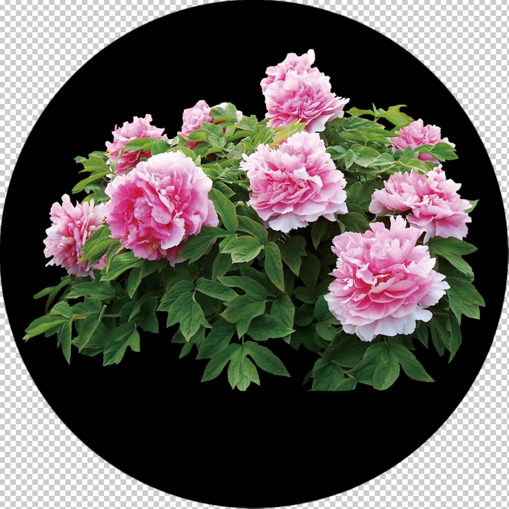 Rose Bush: Gobo Impressions of the Flower Pattern A1-0056