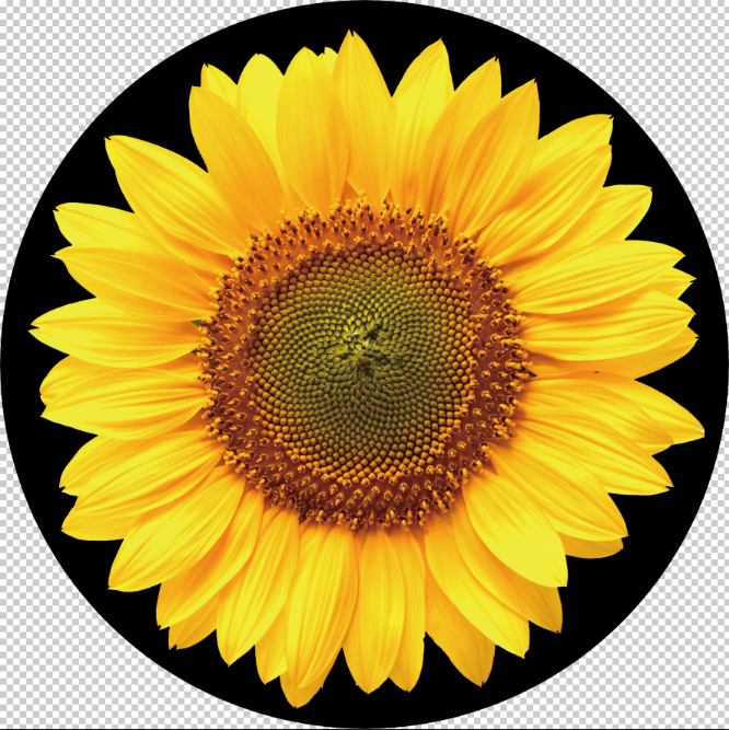 Sunflowers Gobo: Gobo Impressions of the Flower Pattern A1-0010