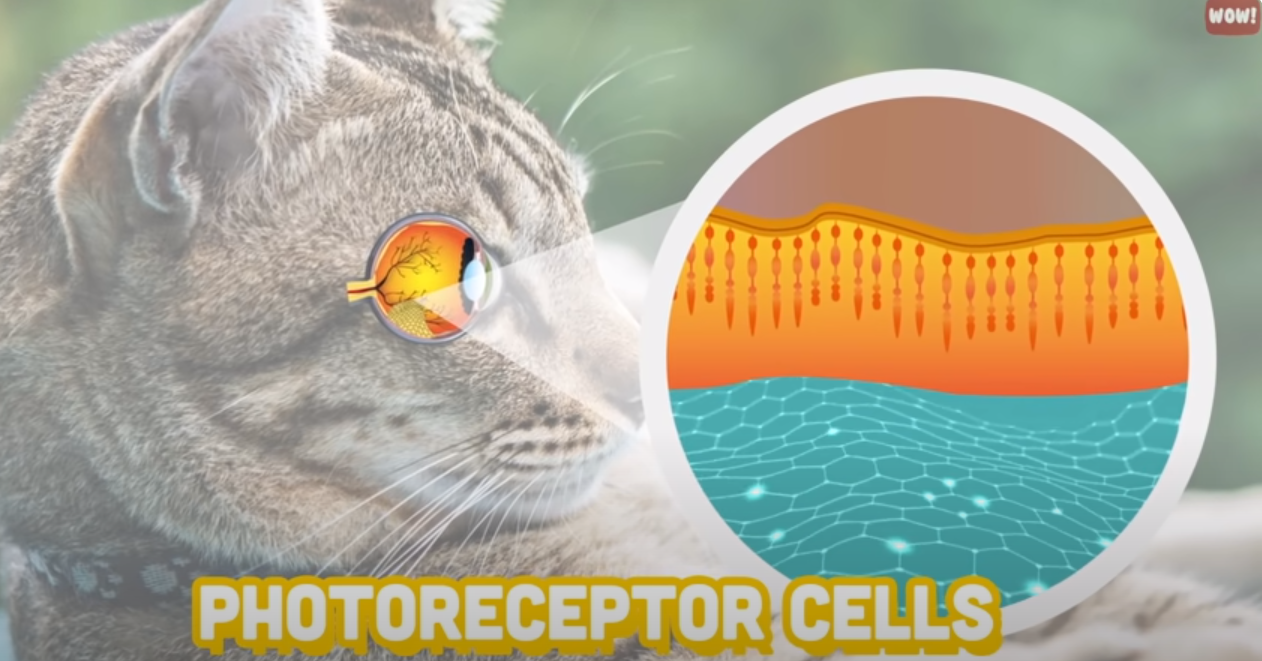 cat's photoreceptor cells