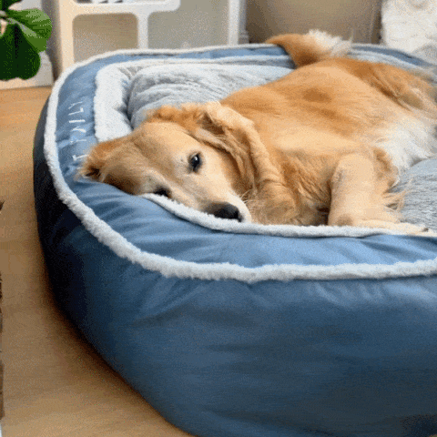 FunnyFuzzy's Orthopaedic Dog Bed