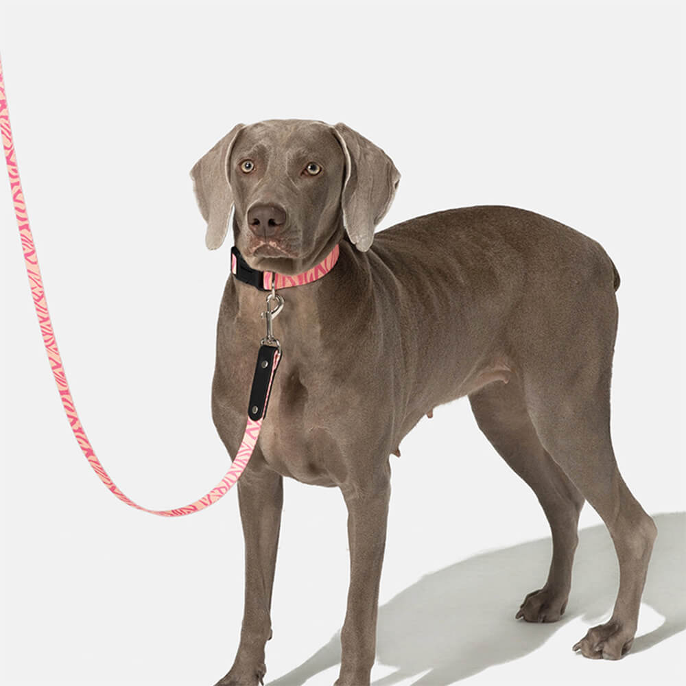 Fashion Print Nylon Lightweight Dog Collar Lead Walking Set