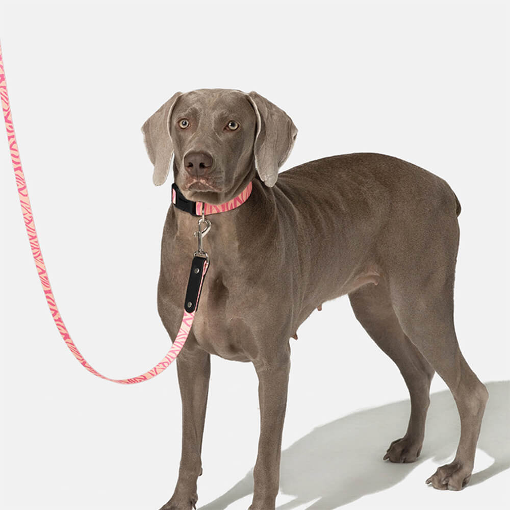 Fashion Print Nylon Lightweight Dog Collar Lead Walking Set