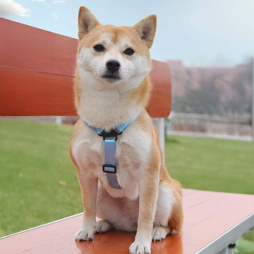 Fashionable Lead-Compatible Outdoor Adventure Pet Backpack