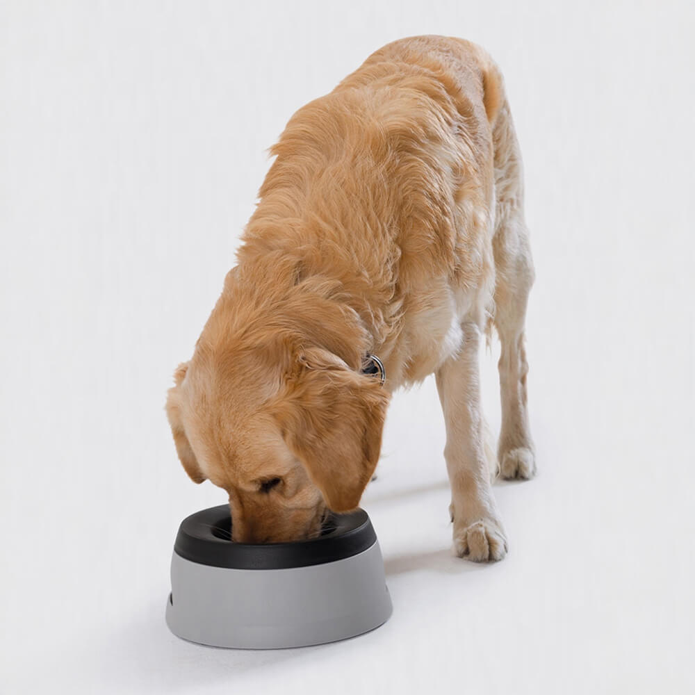 No spill travel dog bowl best sale