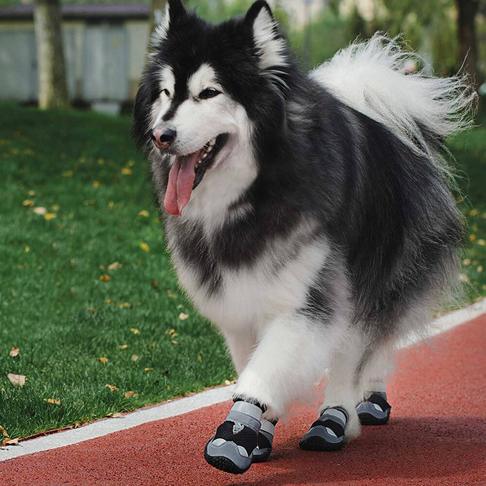 Best dog booties for hiking hotsell