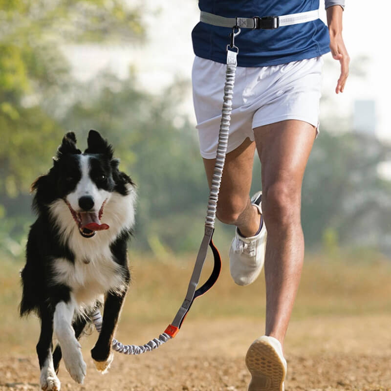 Retractable Double-Handled Multifunctional Dog Walking Lead