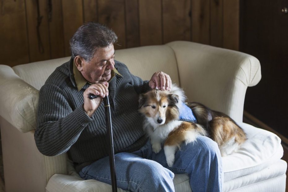 emotional support dogs