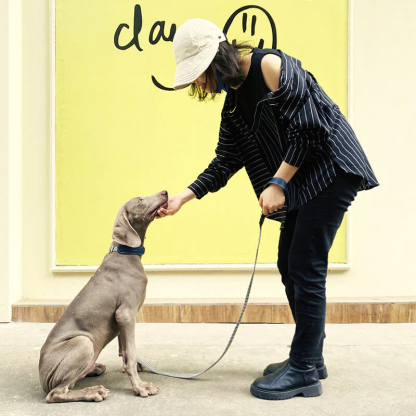 Vogue Zebra Print Neck Guard Dog Collar Dog Walking Set