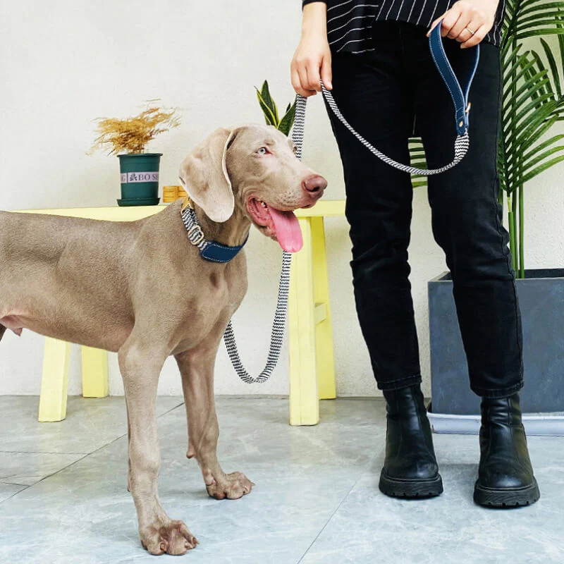 Vogue Zebra Print Neck Guard Dog Collar Dog Walking Set