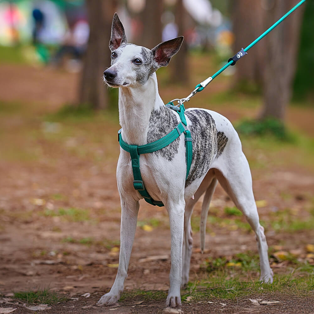 Easy to Wear Adjustable No Pull Dog Harness Walk Set