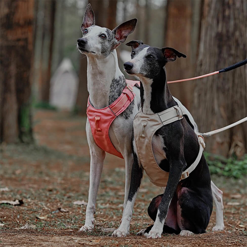 Lightweight Waterproof Breathable Anti-Pull Dog Harness and Multifunctional Lead
