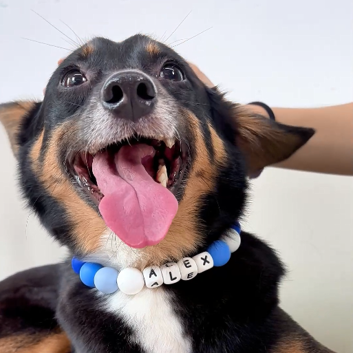 Personalized Pet Name Necklace Girt for Pet Lover