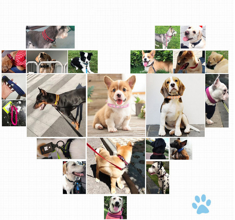 Personalized Name Pet Collar Adjustable Gift for Your Furry Friend