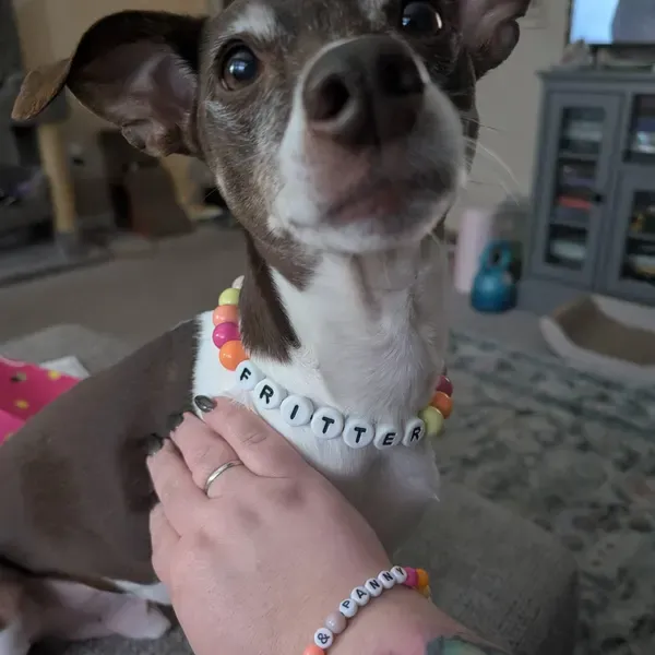 Personalized  Name Beaded Dog Collar with Friendship Bracelet