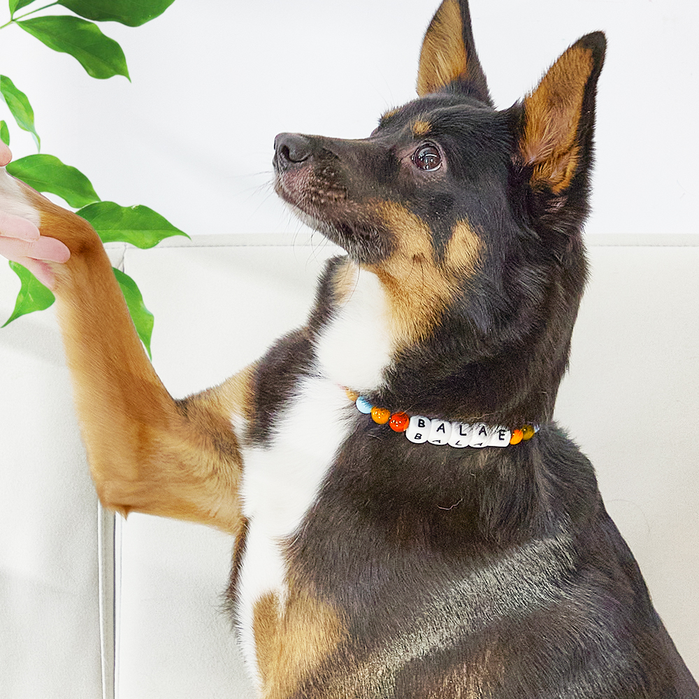 Custom Name Pet Necklace – Colorful Beaded Collar for Your Furry Friend