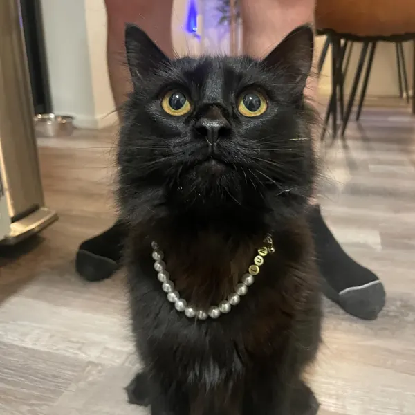 Personalized Pearly White Cat Necklace Beaded Breakaway Collar for Furry Friends