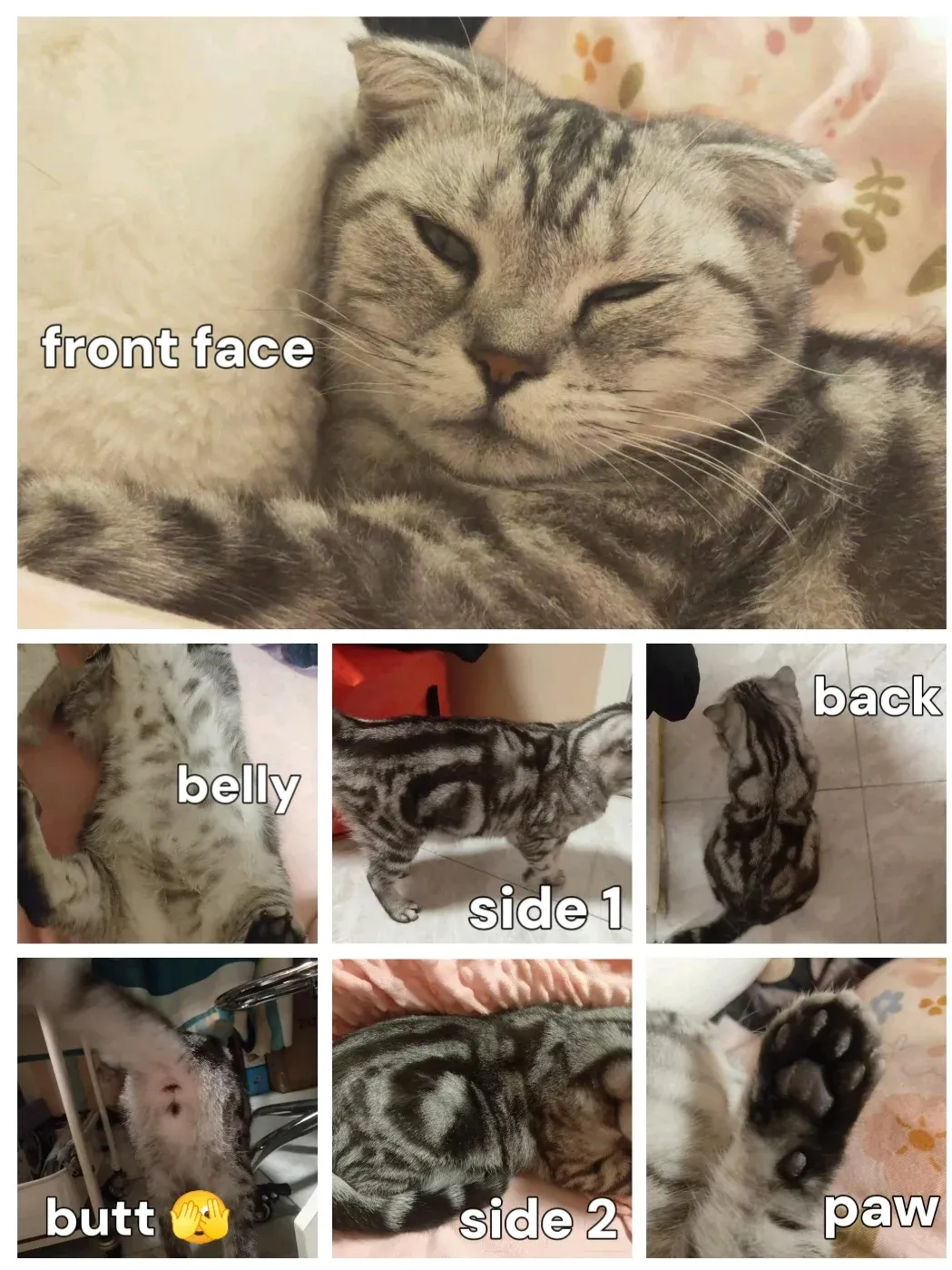 Customized Cat Dog Handmade Square Plushie Keychain Bag Charm