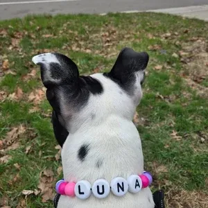 Personalized  Name Beaded Dog Collar with Friendship Bracelet