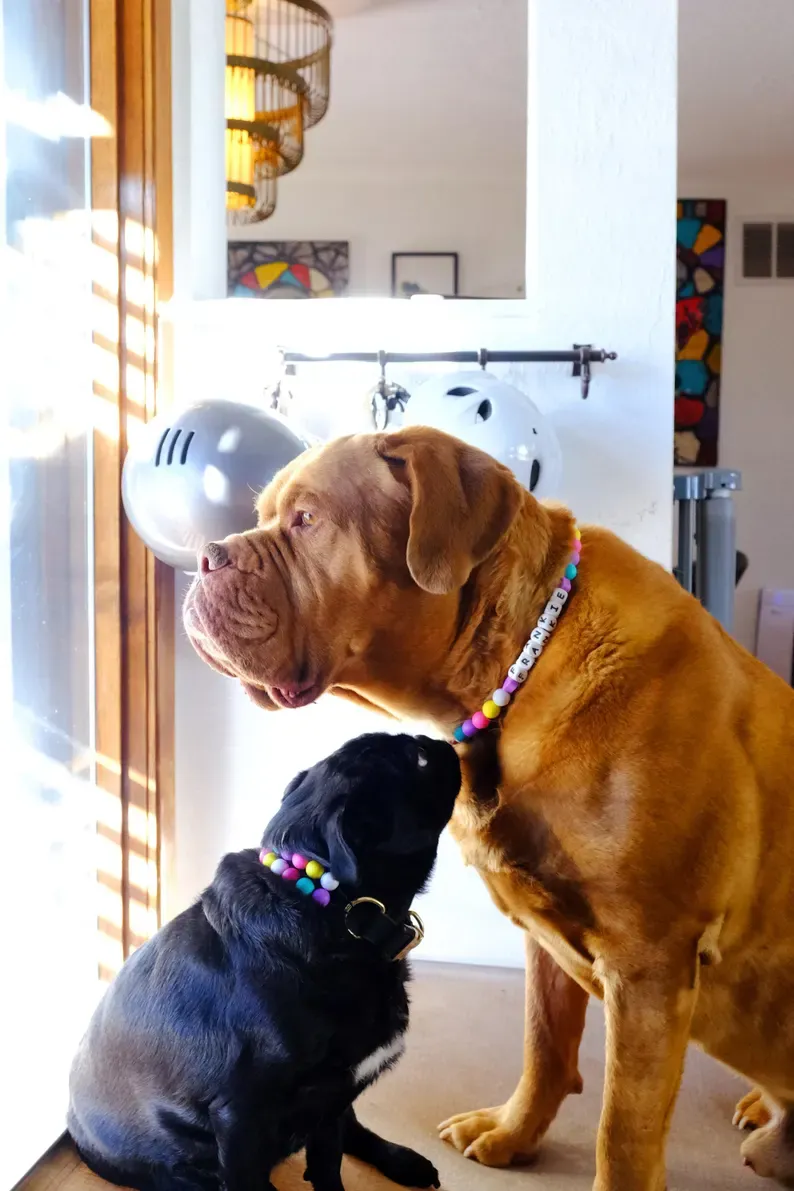 Custom Beaded Dog Necklace Friendship Collar Custom Beaded Dog Necklace for Pet