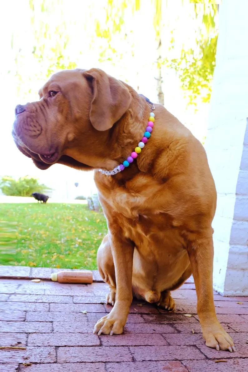 Custom Beaded Dog Necklace Friendship Collar Custom Beaded Dog Necklace for Pet