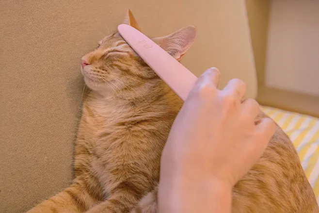 猫美容师 _动物采下来_T2019510 #率叶插件，让花瓣网更好用_http://ly.jiuxihuan.net/?yqr=18634410#