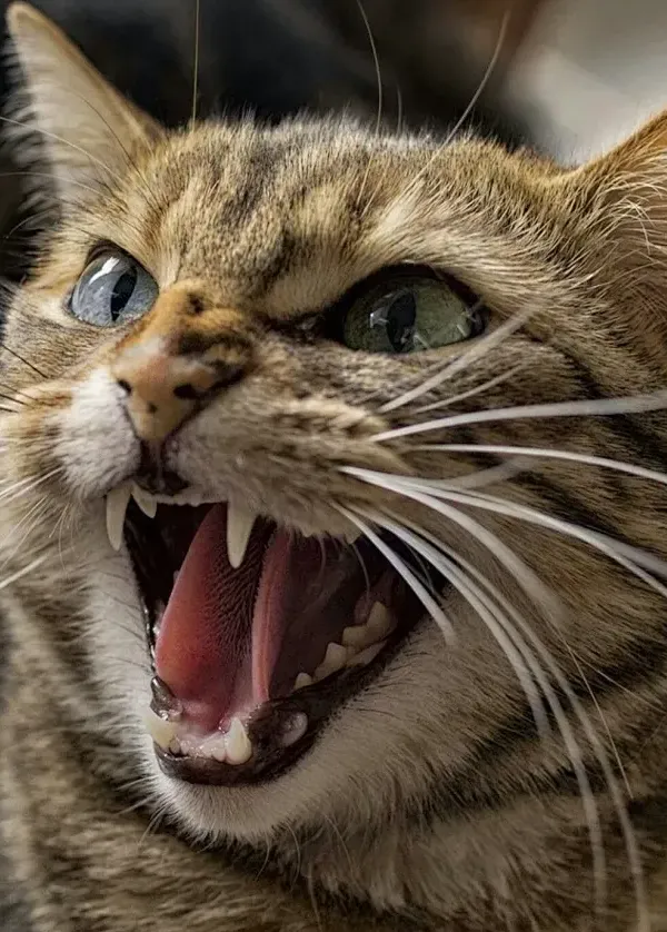 猫猫 cat 动物 生气猫