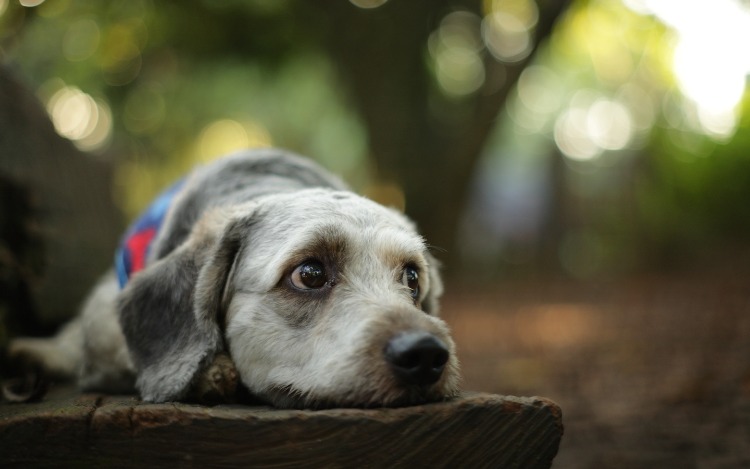 犬心脏衰竭&mdash;&mdash;狗狗休克 - 贝贝康宠物医院
