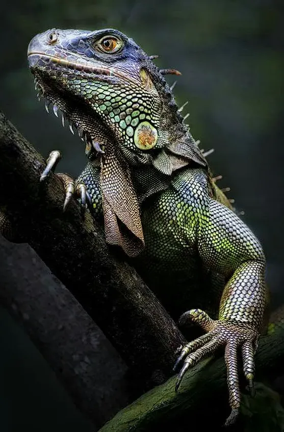 {大自然}实拍爬行动物（蛇，蜥蜴，鳄鱼，变色龙，龟）