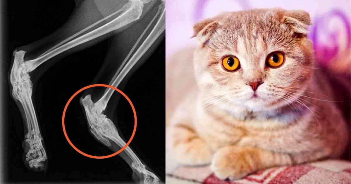 scottish fold osteochondrodysplasia
