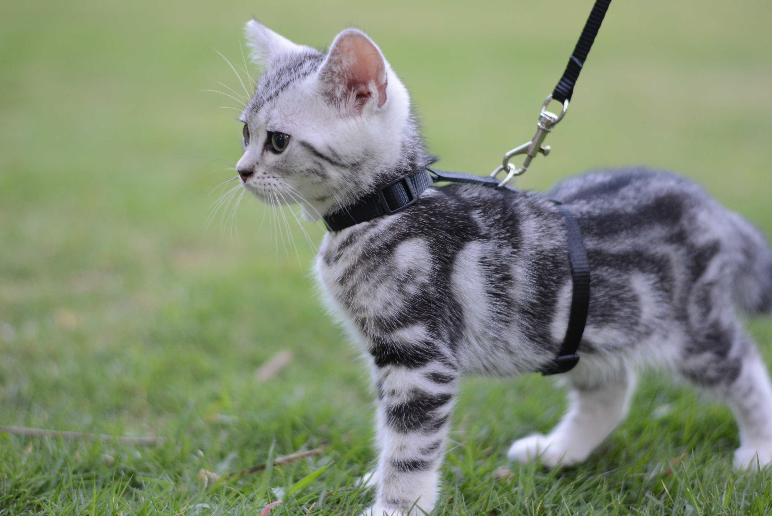 如何溜猫，如何更优雅的溜猫？ - 知乎