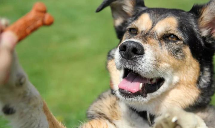 狗狗有吃的才听指令？你可能忘了关键的一步 - 知乎