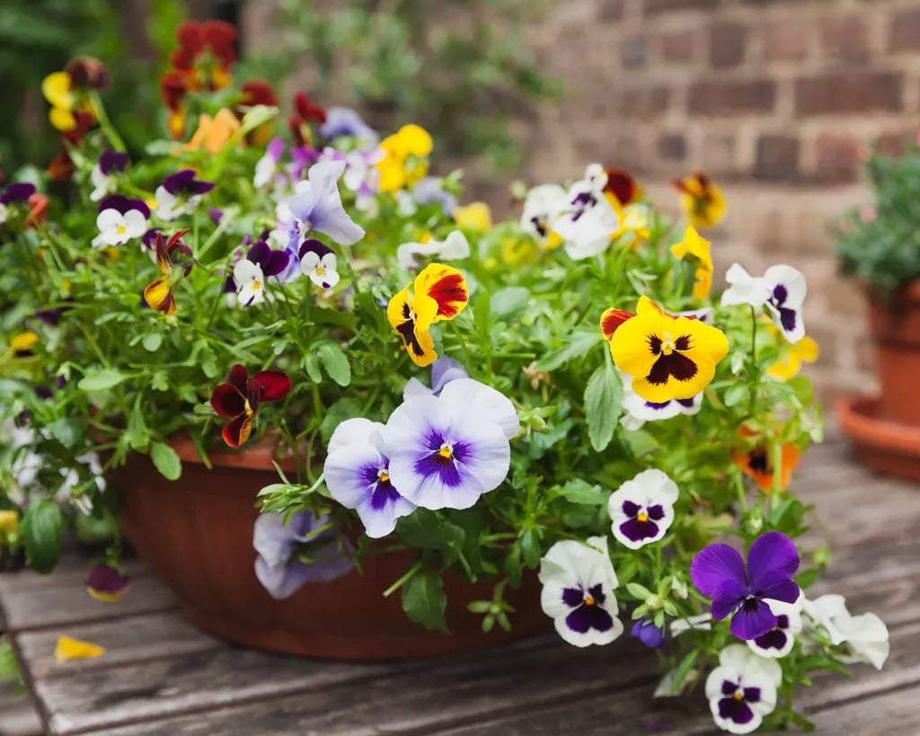 💖Hot Sale 70% OFF-Outdoor Artificial Pansy Flowers💐