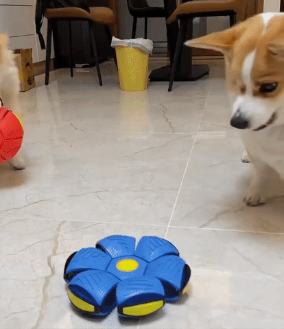 Flying Saucer Ball Dog Toy &ndash; Canine Cove