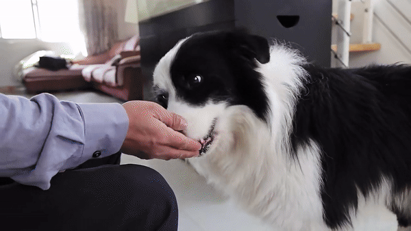 Pet Communication Button-Recordable