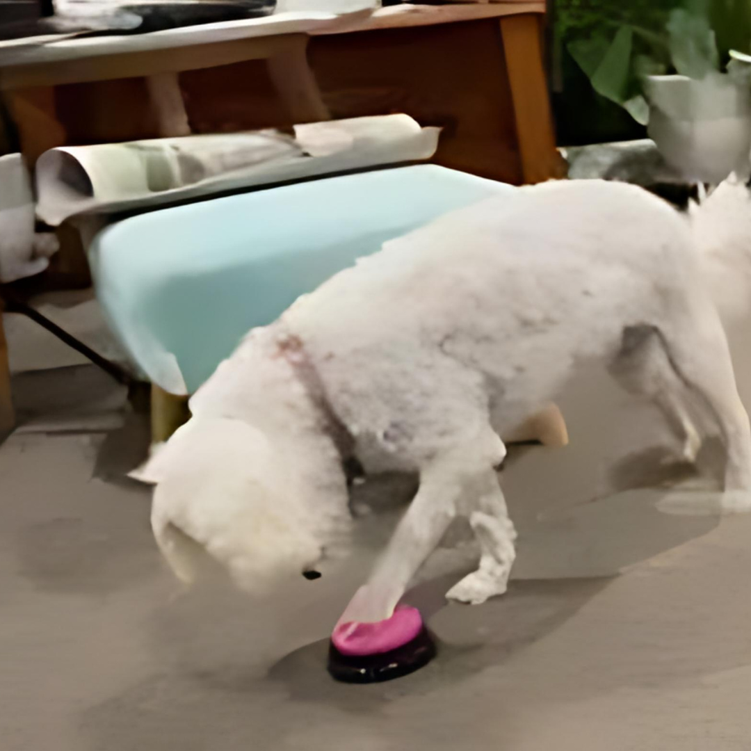 Pet Communication Button-Recordable