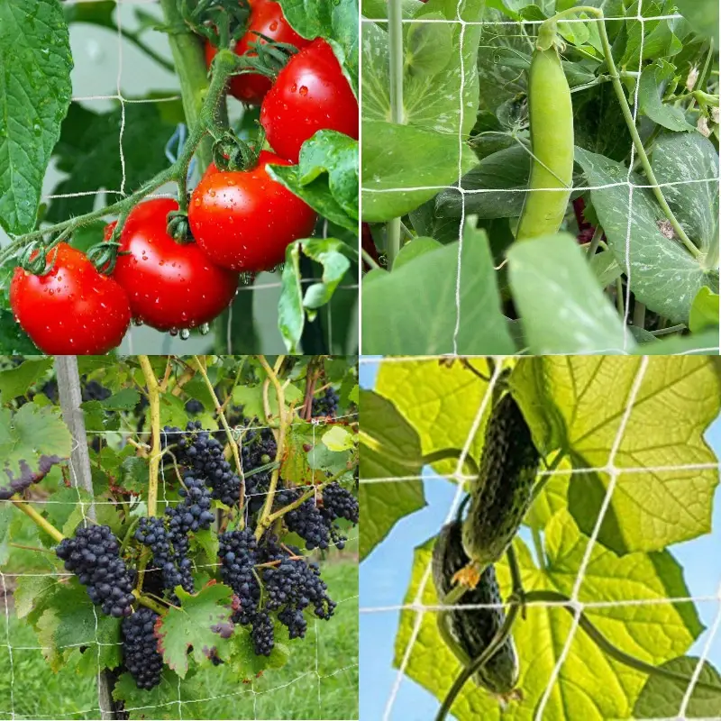 Garden Plant Climbing Net, DIY Plant Stand (1.67x5m)
