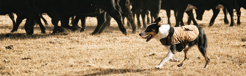 Pet Harness; Pet collar; durable material; high visibility; Strong fit harness; pet toys