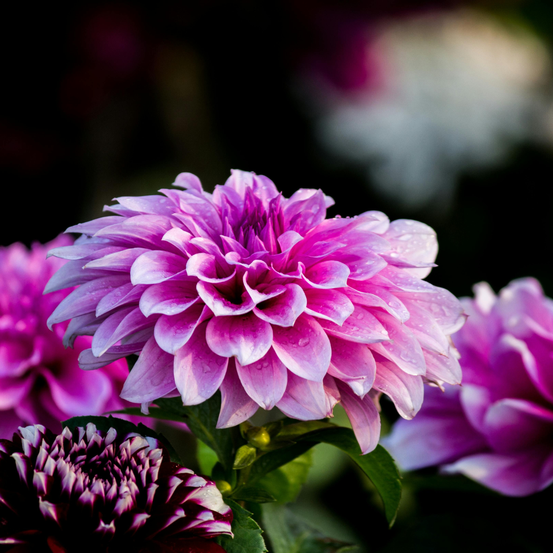 The Snail Trap - Ready for a garden without killer slugs