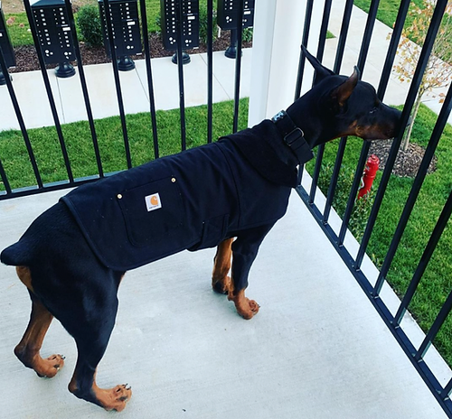 Dog Chore Jacket