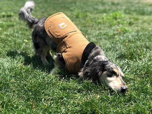 Dog Chore Jacket