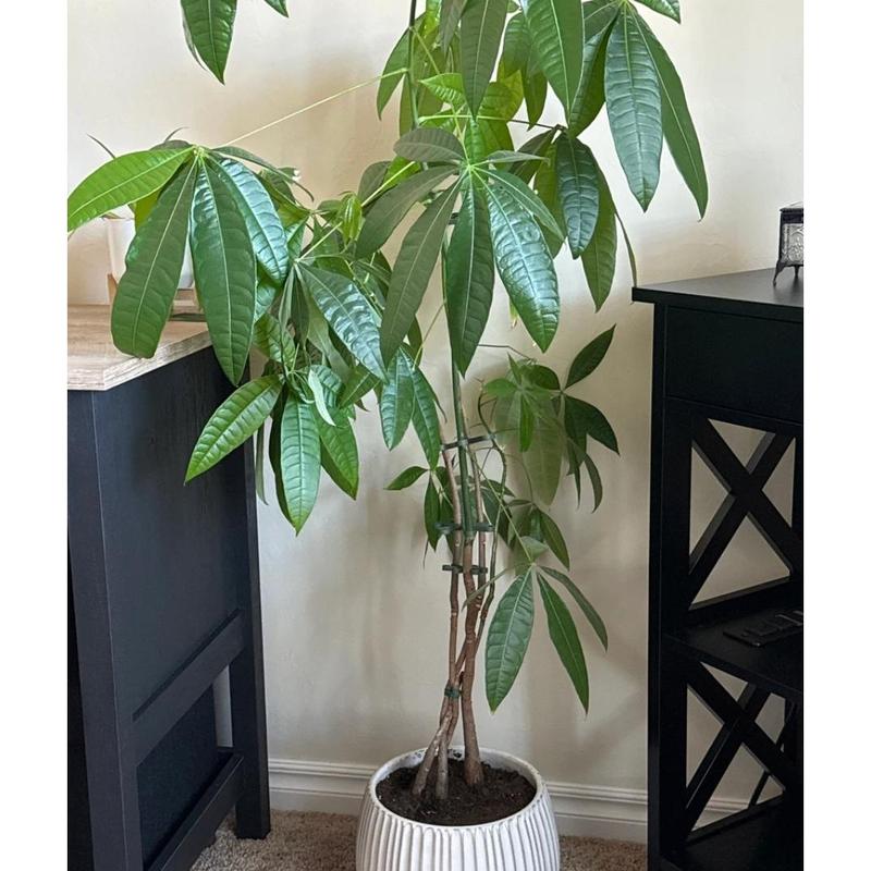 Plant Stem Supports for Supporting Plant Growth