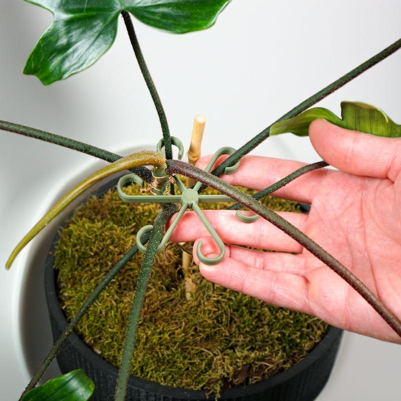 Plant Stem Supports for Supporting Plant Growth