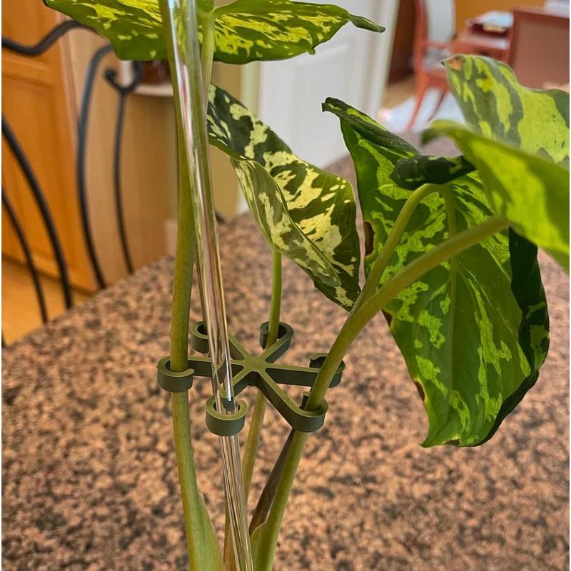 Plant Stem Supports for Supporting Plant Growth