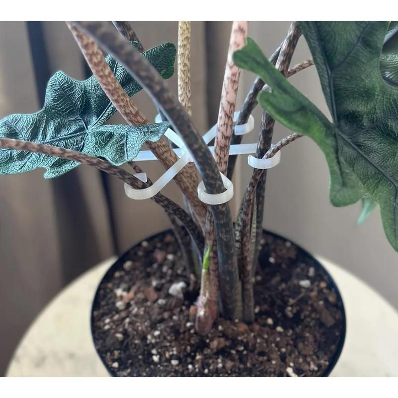 Plant Stem Supports for Supporting Plant Growth