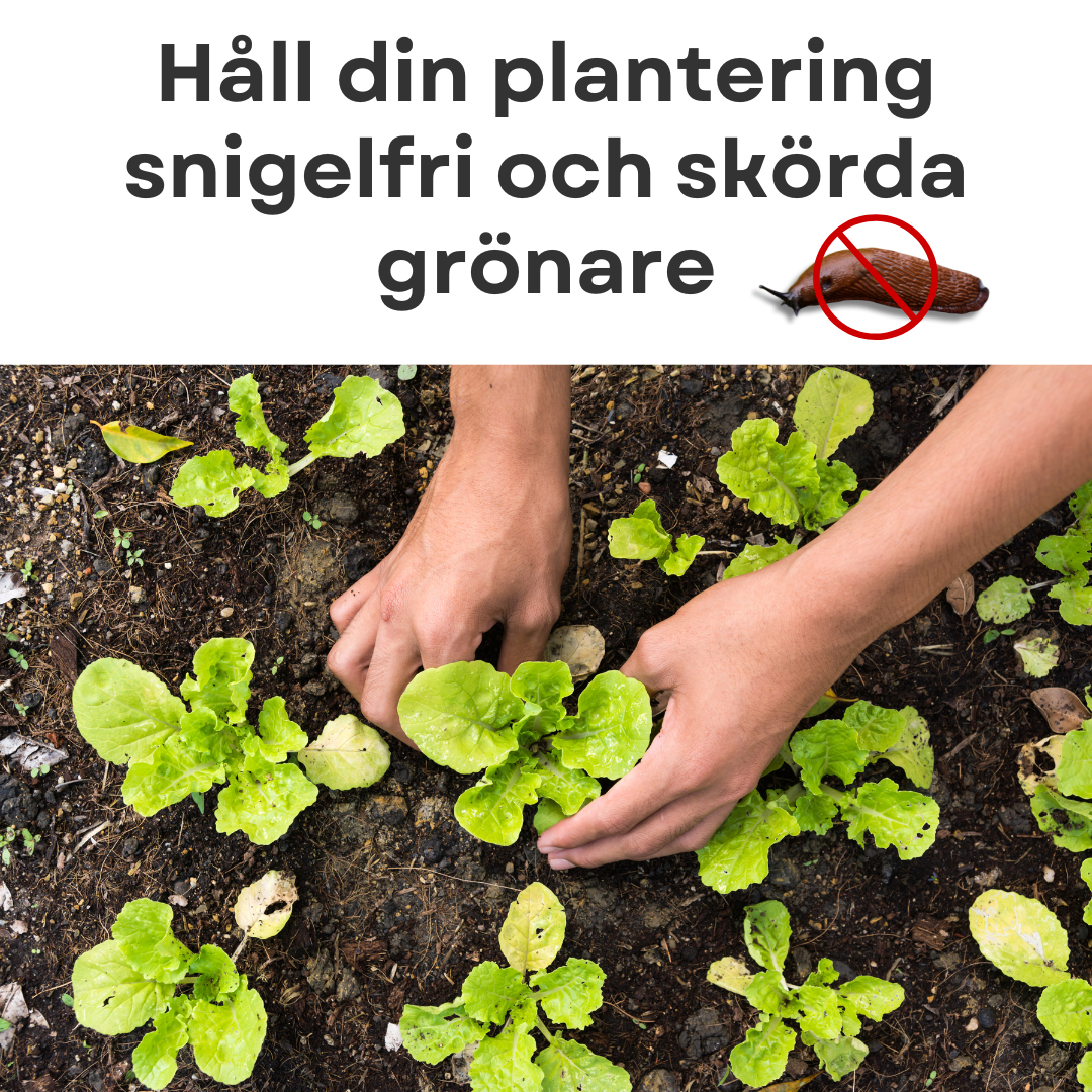 The Snail Trap - Ready for a garden without killer slugs